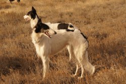 Hunting in the Volga steppes, November 2014