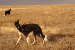 Hunting in the Volga steppes, November 2014