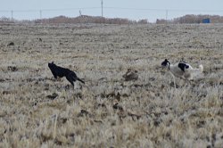 Hunting in the Volga steppes, November 2014
