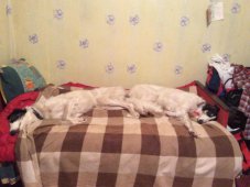 Hunting in the Volga steppes, November 2014