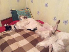 Hunting in the Volga steppes, November 2014