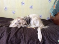 Hunting in the Volga steppes, November 2014