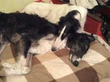 Hunting in the Volga steppes, November 2014