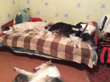 Hunting in the Volga steppes, November 2014