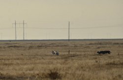 Hunting in the Volga steppes, November 2014