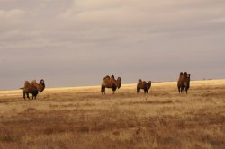 Hunting in the Volga steppes, November 2014