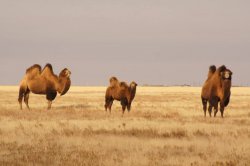 Hunting in the Volga steppes, November 2014