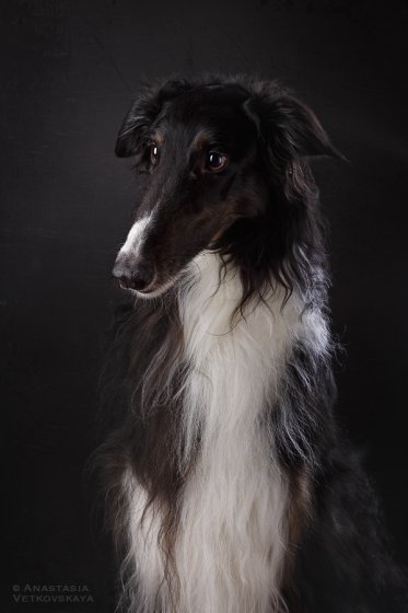 Studio photo by Anastasia Vetkovskaya - 2016