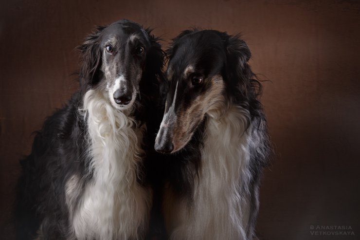 Studio photo by Anastasia Vetkovskaya - 2016