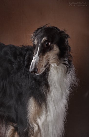 Studio photo by Anastasia Vetkovskaya - 2016