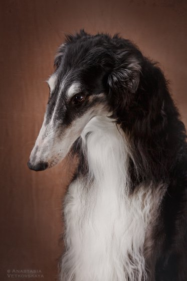 Studio photo by Anastasia Vetkovskaya - 2016