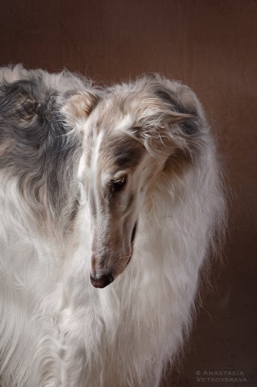 Studio photo by Anastasia Vetkovskaya - 2016