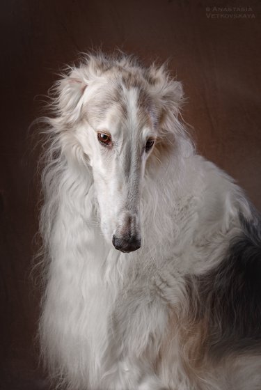 Studio photo by Anastasia Vetkovskaya - 2016