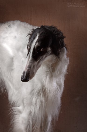 Studio photo by Anastasia Vetkovskaya - 2016