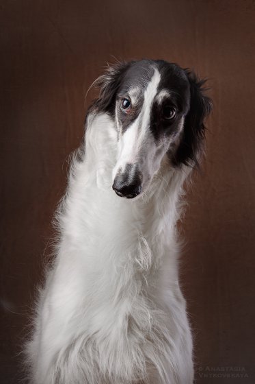 Studio photo by Anastasia Vetkovskaya - 2016