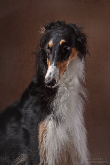 Studio photo by Anastasia Vetkovskaya - 2016