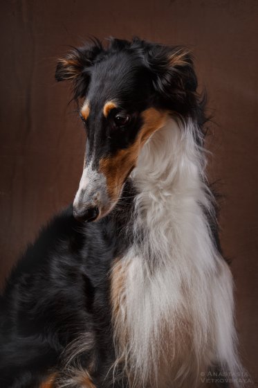 Studio photo by Anastasia Vetkovskaya - 2016