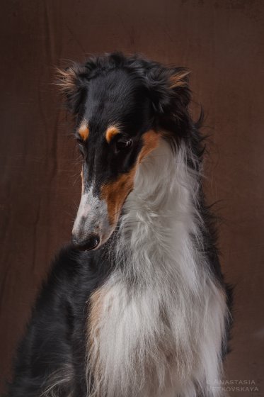 Studio photo by Anastasia Vetkovskaya - 2016