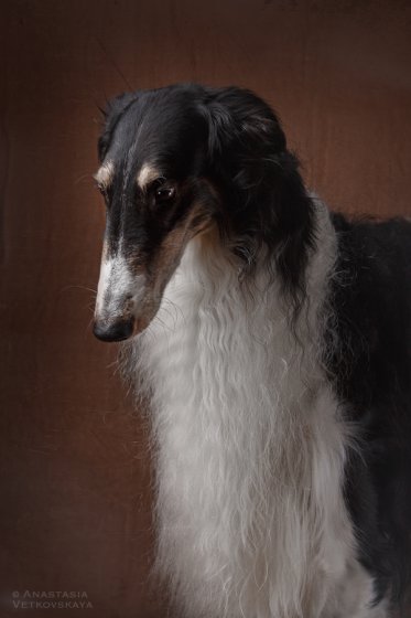 Studio photo by Anastasia Vetkovskaya - 2016