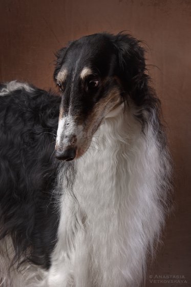 Studio photo by Anastasia Vetkovskaya - 2016