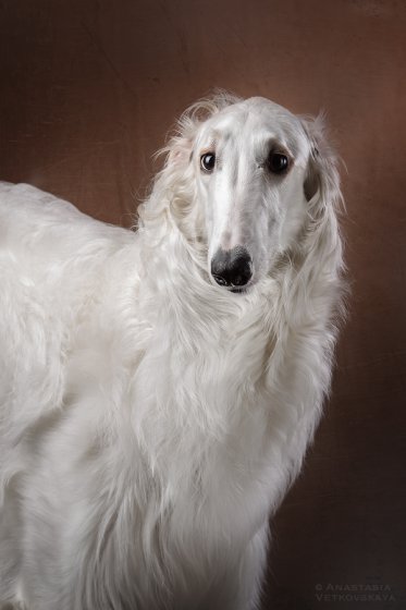 Studio photo by Anastasia Vetkovskaya - 2016