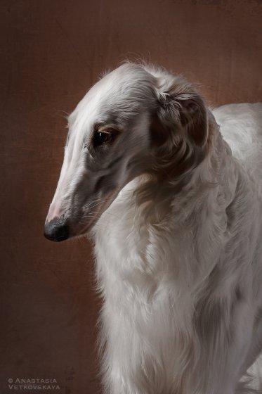 Studio photo by Anastasia Vetkovskaya - 2016