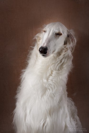 Studio photo by Anastasia Vetkovskaya - 2016