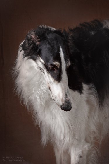 Studio photo by Anastasia Vetkovskaya - 2016