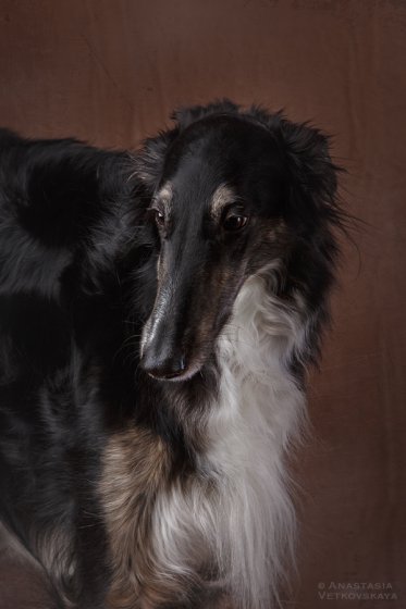 Studio photo by Anastasia Vetkovskaya - 2016