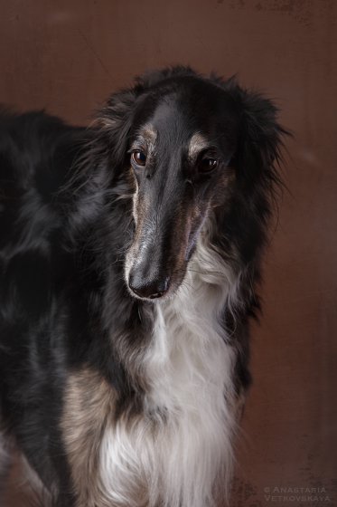 Studio photo by Anastasia Vetkovskaya - 2016