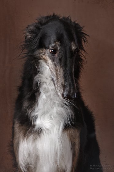 Studio photo by Anastasia Vetkovskaya - 2016