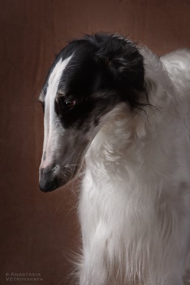 Studio photo by Anastasia Vetkovskaya - 2016