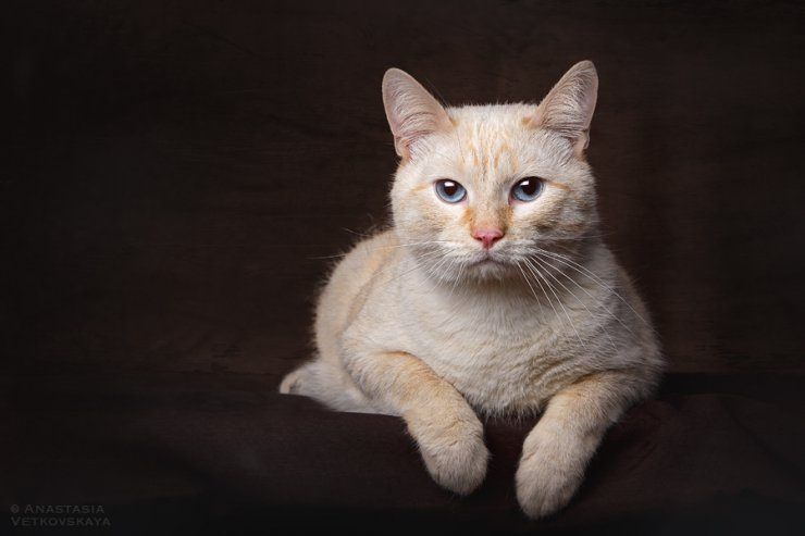 Studio photo by Anastasia Vetkovskaya - 2016