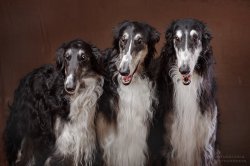 Studio Art  by A. Vetkovskaya, 2016