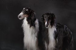 Studio photo by Anastasia Vetkovskaya - 2016