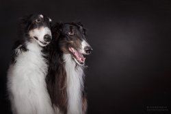 Studio photo by Anastasia Vetkovskaya - 2016