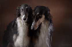 Studio photo by Anastasia Vetkovskaya - 2016