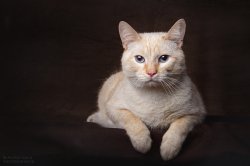 Studio photo by Anastasia Vetkovskaya - 2016