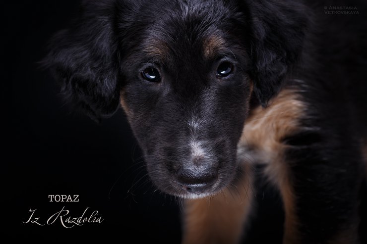 T-litter 45 days old