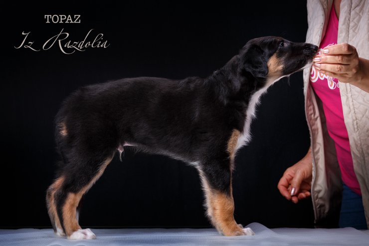 T-litter 45 days old