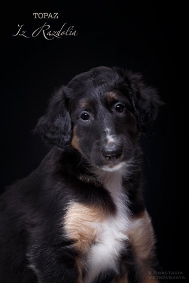 T-litter 45 days old