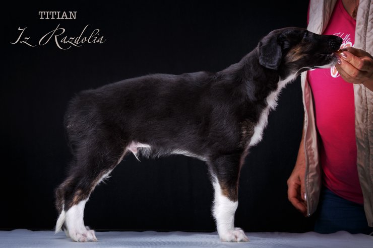 T-litter 45 days old