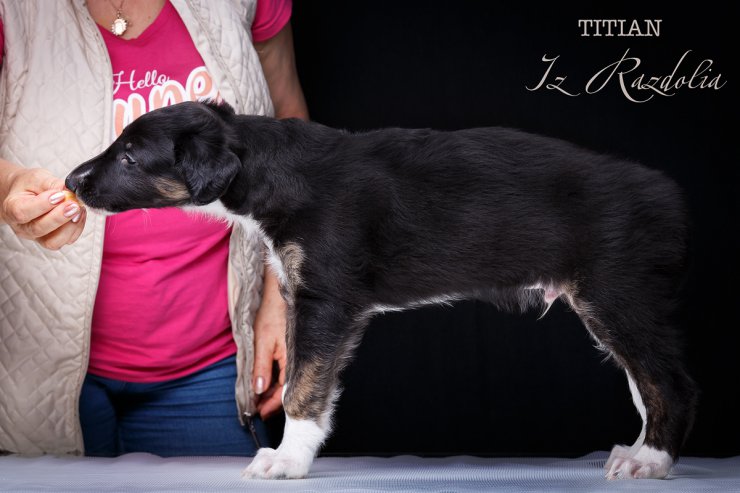 T-litter 45 days old