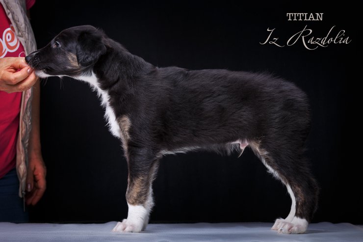 T-litter 45 days old