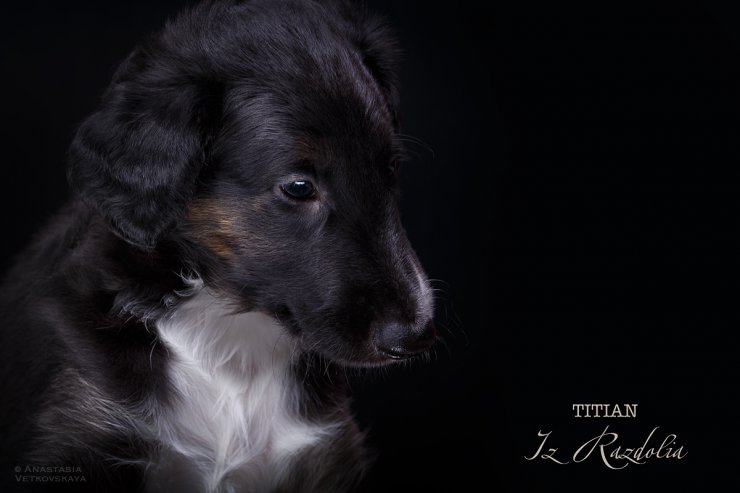 T-litter 45 days old