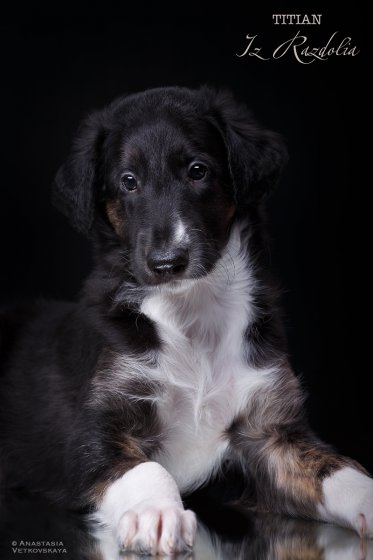 T-litter 45 days old