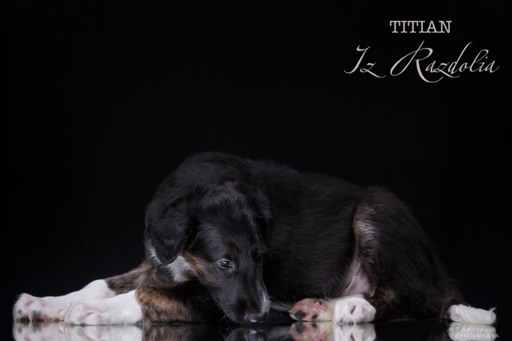 T-litter 45 days old