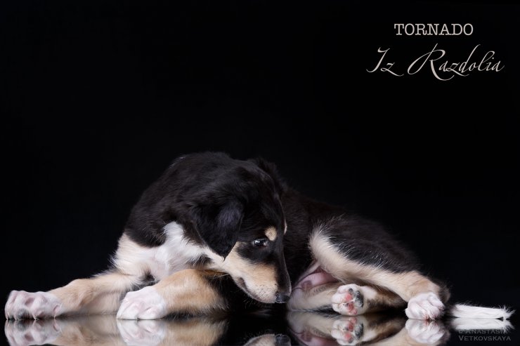 T-litter 45 days old