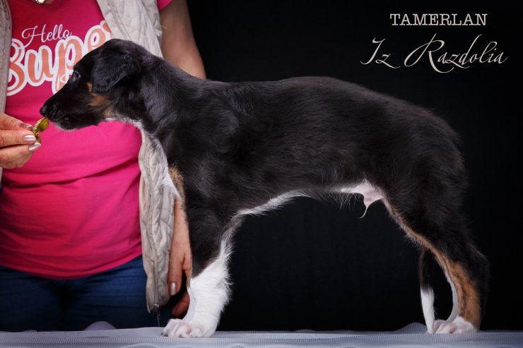 T-litter 45 days old