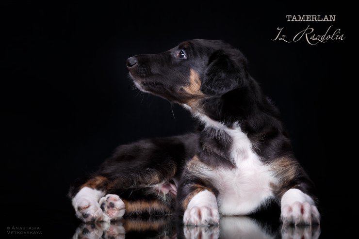 T-litter 45 days old